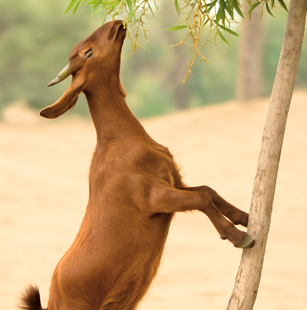 Goat feeding Khejri or Hari Patti